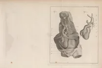 An illustration from Philosophical transactions of the Royal Society of London (1666)