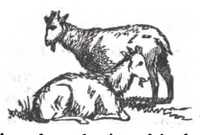 An illustration from Pictorial Description Of The Tabernacle in the Wilderness: Its Rites and Ceremonies (1878)