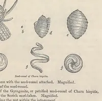 An illustration from Principles of geology : being an attempt to explain the former changes of the earth's surface, by reference to causes now in operation (1830)