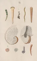 An illustration from Prodromus in systema historicum testaceorum (1795)