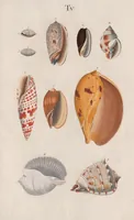 An illustration from Prodromus in systema historicum testaceorum (1795)
