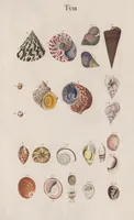 Picture 3 of 4 from Prodromus in systema historicum testaceorum (1795), leaf 143