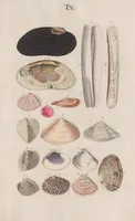 An illustration from Prodromus in systema historicum testaceorum (1795)