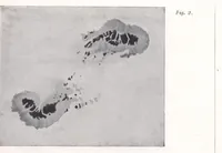 An illustration from Rivista di astronomia e scienze affini, 1908, a. 2, n. 03 (March) (1908)
