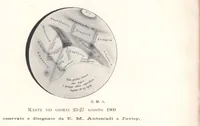 Picture 3 of 13 from Rivista di astronomia e scienze affini, 1909, a. 3, n. 09 (September) (1909), leaf 3