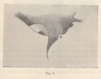 Picture 3 of 13 from Rivista di astronomia e scienze affini, 1909, a. 3, n. 11 (November) (1909), leaf 11