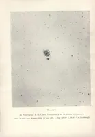 Picture 2 of 19 from Rivista di astronomia e scienze affini, 1910, a. 4, n. 01 (January) (1910), leaf 2