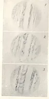 Picture 13 of 18 from Rivista di astronomia e scienze affini, 1910, a. 4, n. 12 (December) (1910), leaf 44