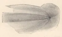 Picture 4 of 7 from Rivista di astronomia e scienze affini, 1911, a. 5, n. 12 (December) (1911), leaf 40