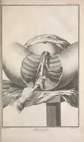 Picture 4 of 10 from Recueil de planches, sur les sciences, les arts libéraux, et les arts méchaniques : avec leur explication .. (1762), leaf 203