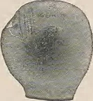 An illustration from Review of spring and summer goods, 1911 (1911)