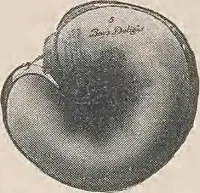 Picture 80 of 322 from Review of spring and summer goods, 1911 (1911), leaf 17