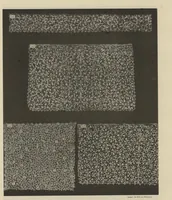 Picture 2 of 15 from Ornamentale und Kunstgewerbliche Sammelmappe : Spitzen des 16. bis 19. Jahrhunderts aus den Sammlungen des Kunstgewerbe-Museums zu Leipzig; Serie IV (1894), leaf 10
