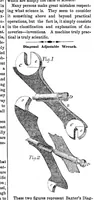 Picture 5 of 7 from Scientific American, Vol. 12, No. 11 (November 23, 1856) (1856), leaf 4