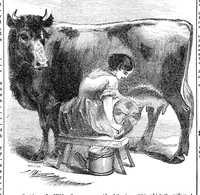 An illustration from Scientific American, Vol. 11, No. 49 (1856) (1856)