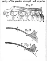 Picture 2 of 3 from Scientific American, Vol. 12, No. 28 (1857) (1857), leaf 0