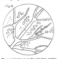 Picture 3 of 8 from Scientific American, Vol. 3, No. 21 (1860) (1860), leaf 6
