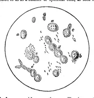 An illustration from Scientific American, Vol. 3, No. 21 (1860) (1860)