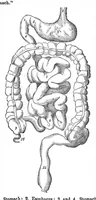 Picture 3 of 7 from Scientific American, Vol. 3, No. 25 (1860) (1860), leaf 5