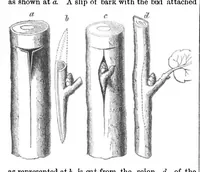 An illustration from Scientific American, Vol. 6, No. 10 (1862) (1862)