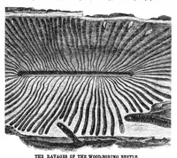 Picture 2 of 8 from Scientific American, Vol. 22, No. 17 (1870) (1870), leaf 3