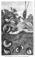 An illustration from Scientific American, Vol. 22, No. 23 (1870) (1870)