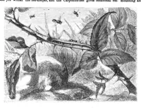 An illustration from Scientific American, Vol. 23, No. 5 (1870) (1870)