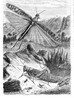 An illustration from Scientific American, Vol. 23, No. 9 (1870) (1870)