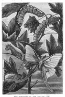 An illustration from Scientific American, Vol. 24, No. 14 (1871) (1871)