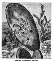 Picture 2 of 7 from Scientific American, Vol. 24, No. 18 (1871) (1871), leaf 3