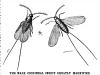 Picture 1 of 7 from Scientific American, Vol. 24, No. 20 (1871) (1871), leaf 3