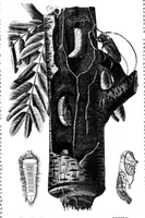 An illustration from Scientific American, Vol. 25, No. 3 (1871) (1871)