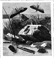 An illustration from Scientific American, Vol. 25, No. 6 (1871) (1871)