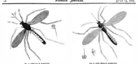 An illustration from Scientific American, Vol. 27, No. 2 (1872) (1872)