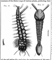 An illustration from Scientific American, Vol. 27, No. 2 (1872) (1872)