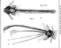 An illustration from Scientific American, Vol. 27, No. 2 (1872) (1872)