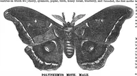 An illustration from Scientific American, Vol. 27, No. 7 (1872) (1872)