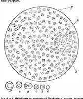 Picture 5 of 15 from Scientific American, Vol. 28, No. 20 (1873) (1873), leaf 3