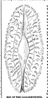 Picture 6 of 15 from Scientific American, Vol. 28, No. 20 (1873) (1873), leaf 4