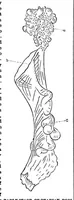 An illustration from Scientific American, Vol. 28, No. 22 (1873) (1873)