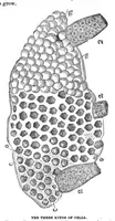 An illustration from Scientific American, Vol. 29, No. 1 (1873) (1873)