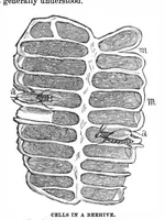 Picture 5 of 12 from Scientific American, Vol. 29, No. 1 (1873) (1873), leaf 3