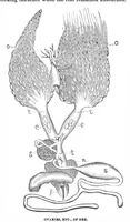 Picture 6 of 12 from Scientific American, Vol. 29, No. 1 (1873) (1873), leaf 4