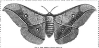 An illustration from Scientific American, Vol. 29, No. 5 (1873) (1873)