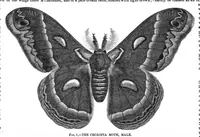 An illustration from Scientific American, Vol. 29, No. 6 (1873) (1873)