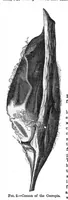 Picture 13 of 17 from Scientific American, Vol. 29, No. 6 (1873) (1873), leaf 8
