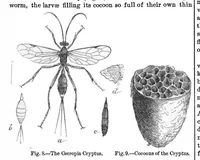An illustration from Scientific American, Vol. 29, No. 6 (1873) (1873)