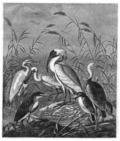 An illustration from Scientific American, Vol. 29, No. 7 (1873) (1873)