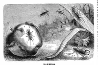 An illustration from Scientific American, Vol. 29, No. 13 (1873) (1873)