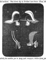 Picture 7 of 14 from Scientific American, Vol. 29, No. 16 (1873) (1873), leaf 4